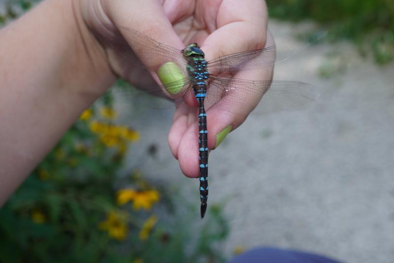 Photo of Black-tipped Darner