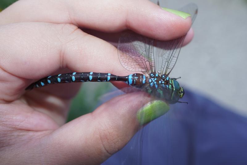 Photo of Black-tipped Darner