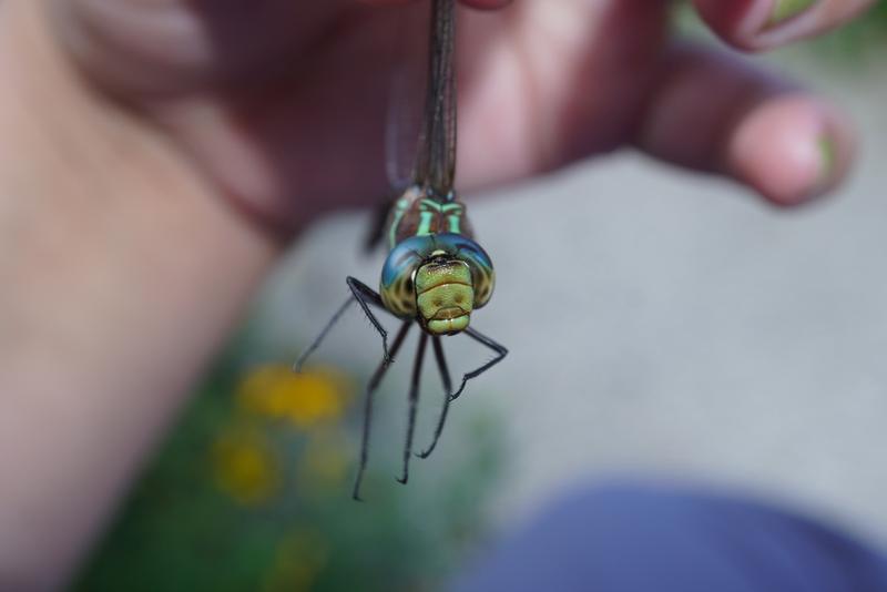 Photo of Black-tipped Darner