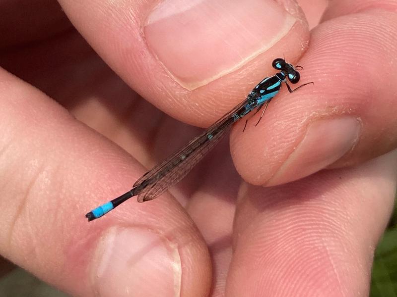 Photo of Skimming Bluet