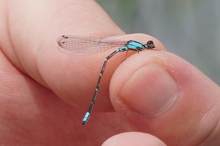 Photo of Skimming Bluet