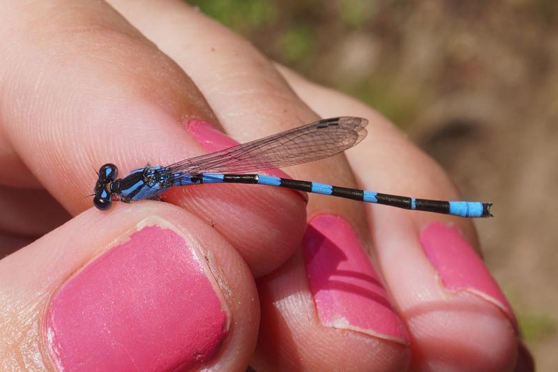 Photo of Tule Bluet