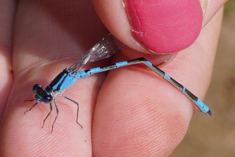 Photo of Tule Bluet