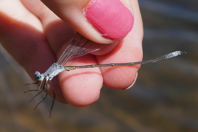 Photo of Swamp Spreadwing