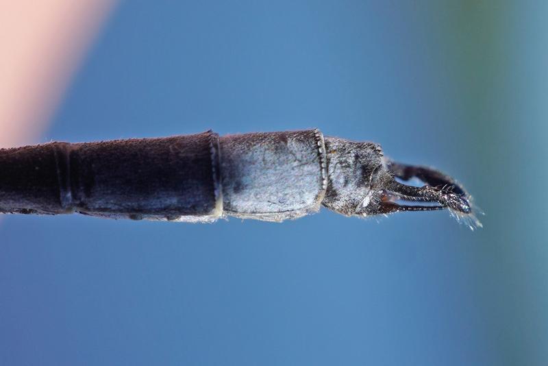 Photo of Swamp Spreadwing