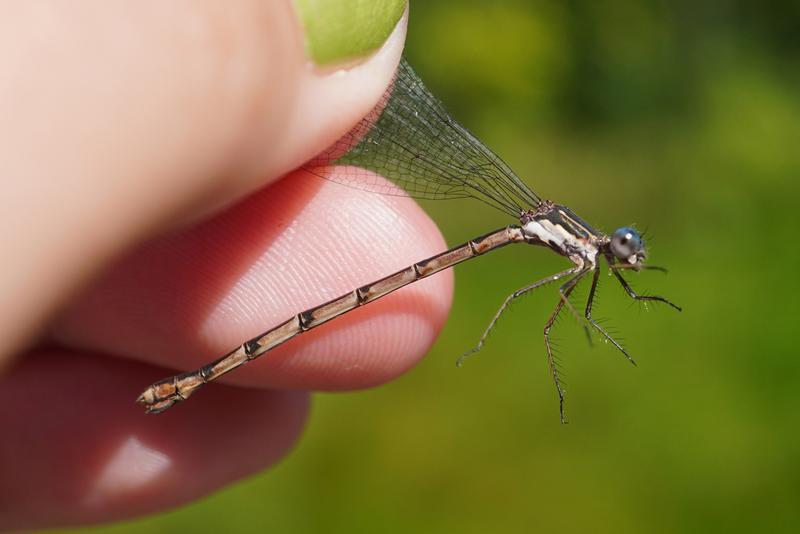 Photo of Spotted Spreadwing