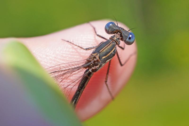 Photo of Spotted Spreadwing