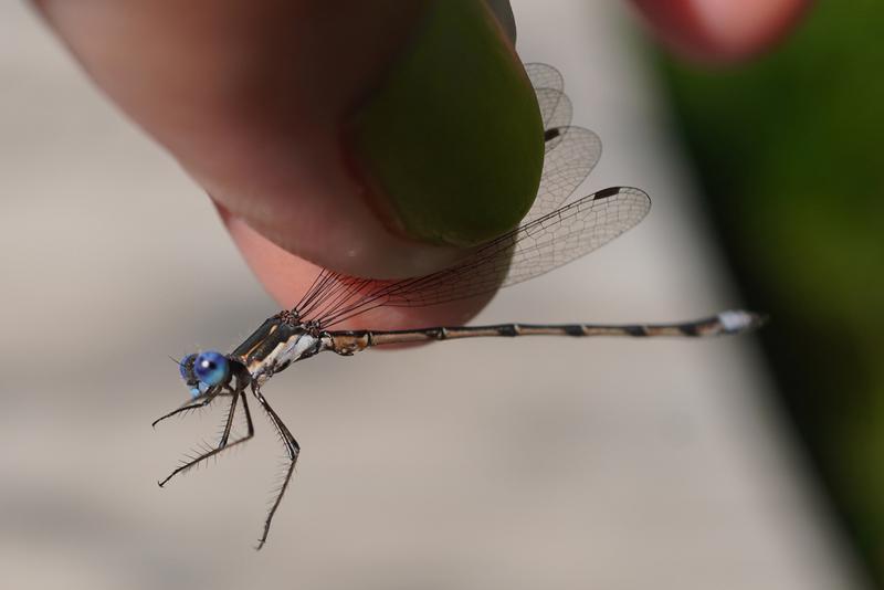 Photo of Spotted Spreadwing