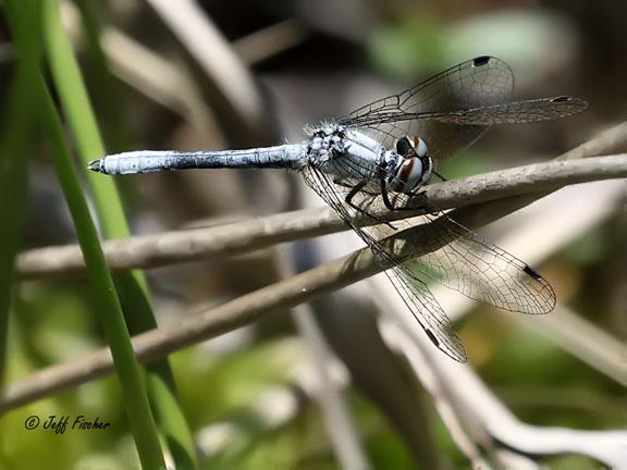 Photo of Elfin Skimmer