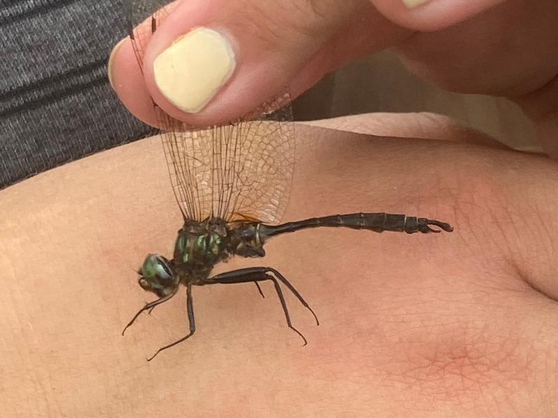 Photo of Brush-tipped Emerald