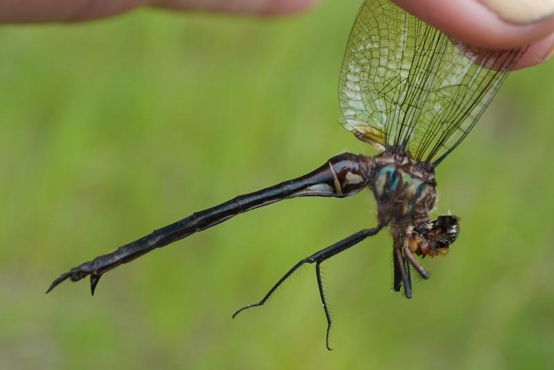 Photo of Clamp-tipped Emerald