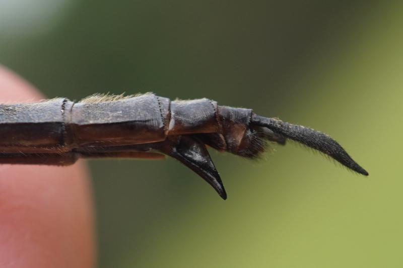 Photo of Clamp-tipped Emerald