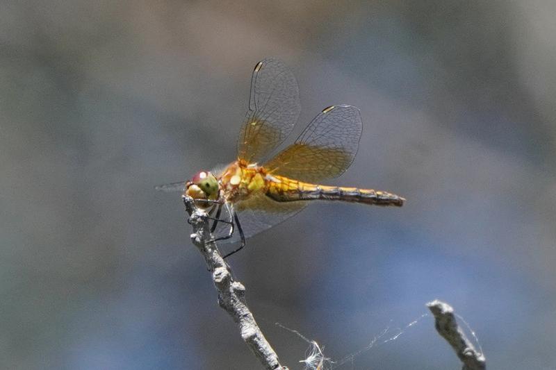 Photo of Band-winged Meadowhawk