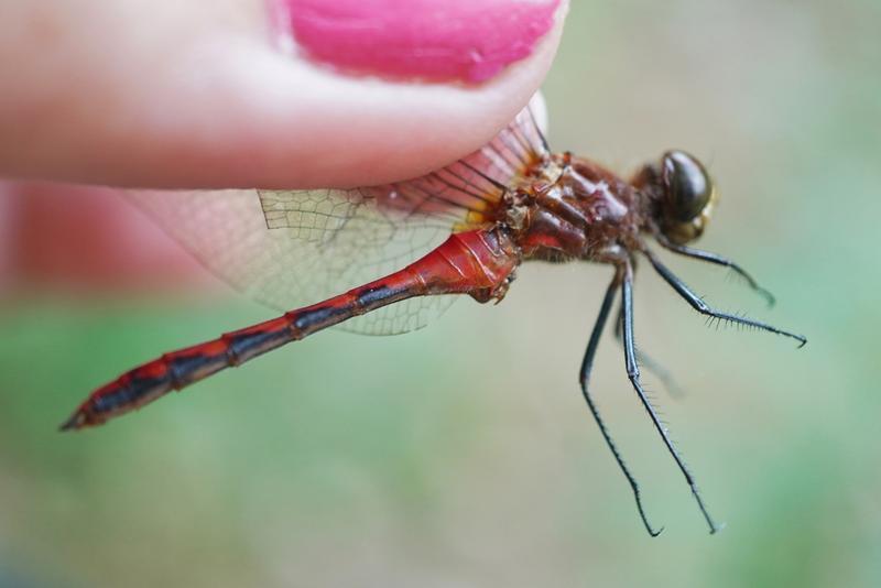 Photo of Cherry-faced Meadowhawk