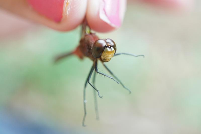 Photo of Cherry-faced Meadowhawk