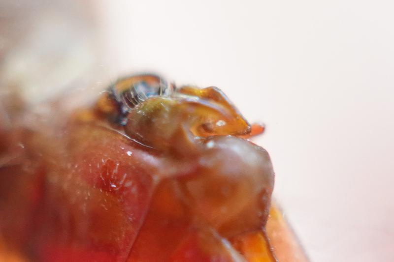 Photo of Cherry-faced Meadowhawk