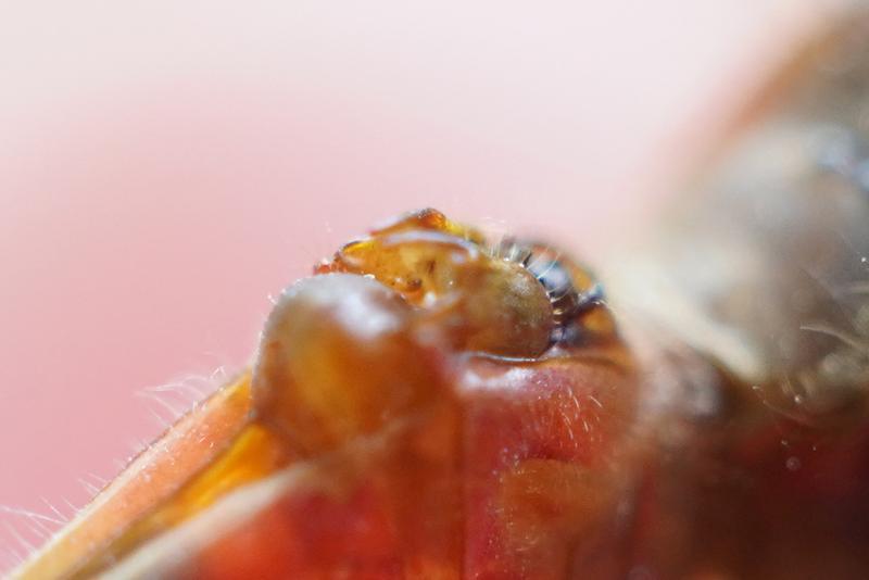 Photo of Cherry-faced Meadowhawk