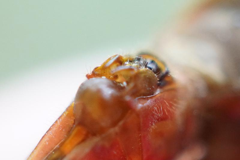 Photo of Cherry-faced Meadowhawk