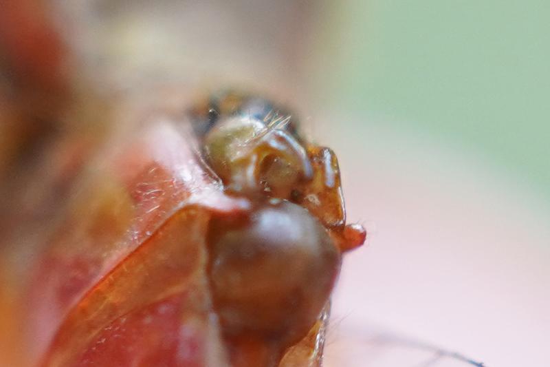 Photo of Cherry-faced Meadowhawk