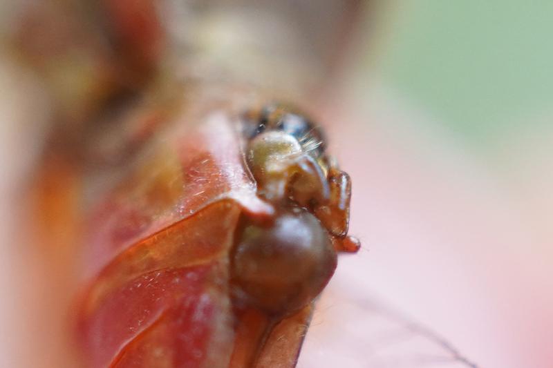 Photo of Cherry-faced Meadowhawk