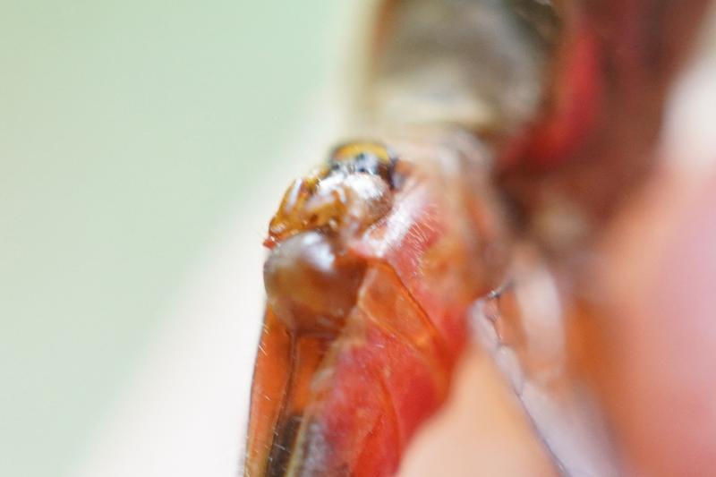 Photo of Cherry-faced Meadowhawk