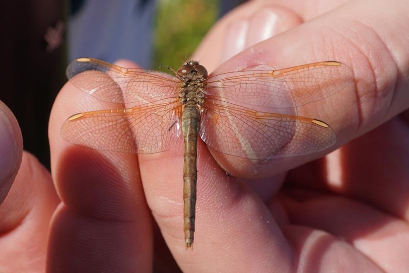 Photo of Saffron-winged Meadowhawk