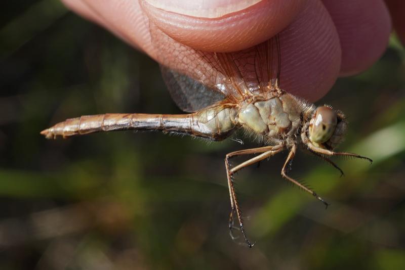 Photo of Saffron-winged Meadowhawk