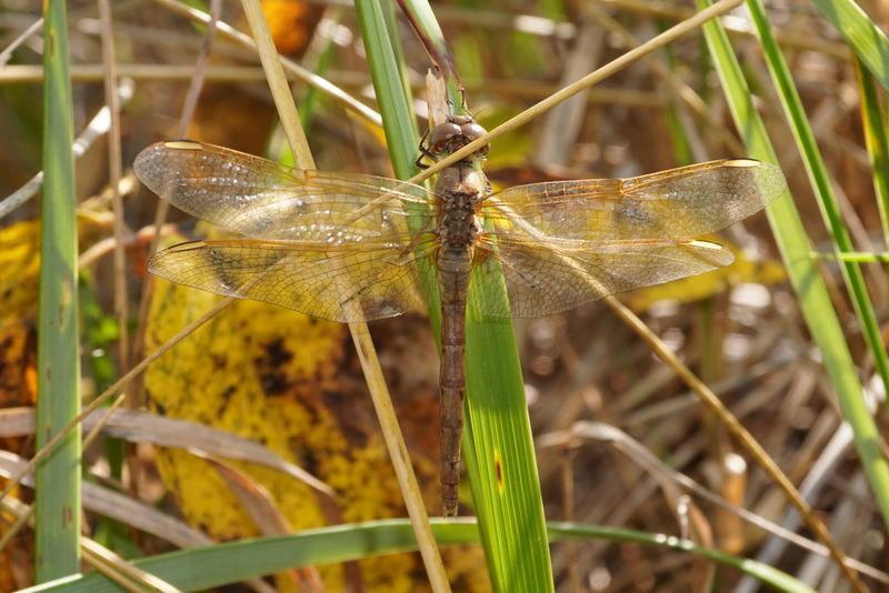 Photo of Saffron-winged Meadowhawk