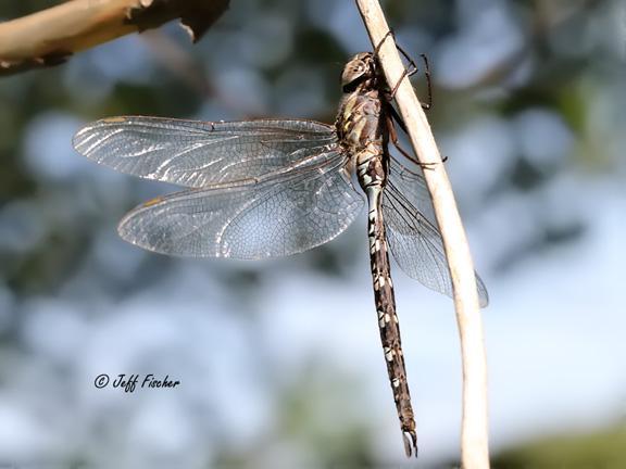 Photo of Mottled Darner