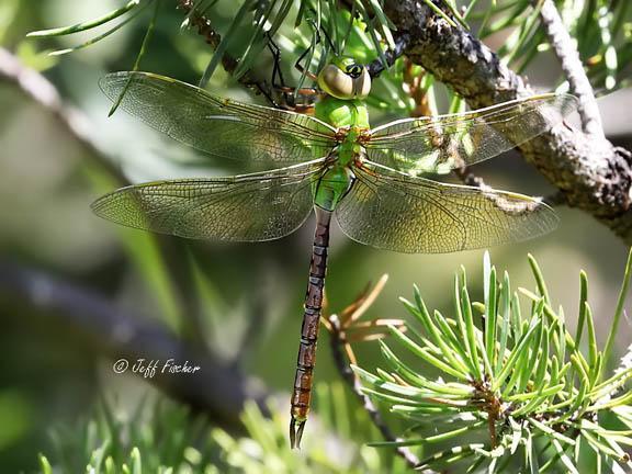 Photo of Common Green Darner