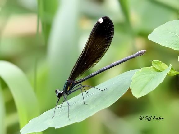 Photo of Ebony Jewelwing