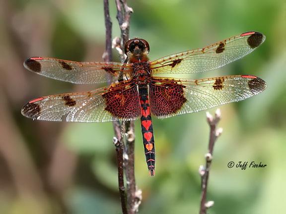 Photo of Calico Pennant