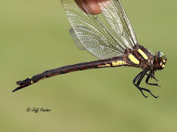 Photo of Arrowhead Spiketail