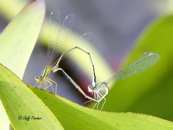 Photo of Vesper Bluet