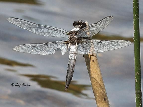 Photo of Chalk-fronted Corporal