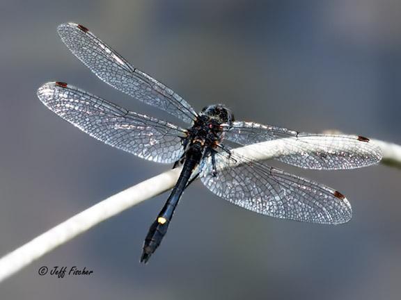 Photo of Dot-tailed Whiteface