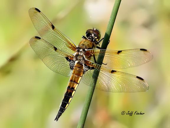 Photo of Four-spotted Skimmer