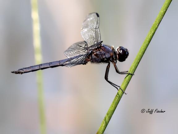 Photo of Slaty Skimmer