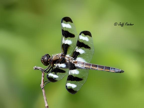 Photo of Twelve-spotted Skimmer