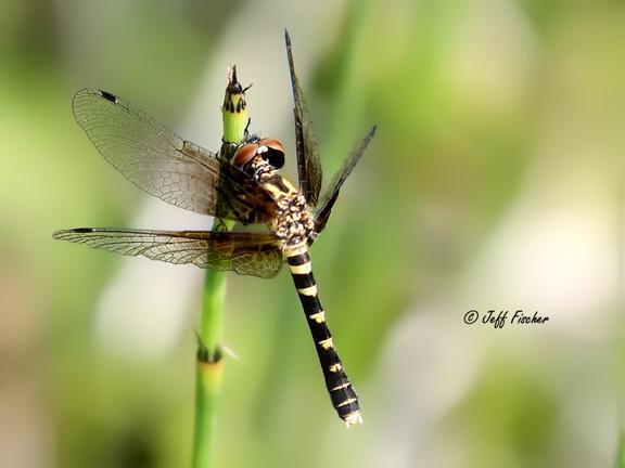 Photo of Elfin Skimmer