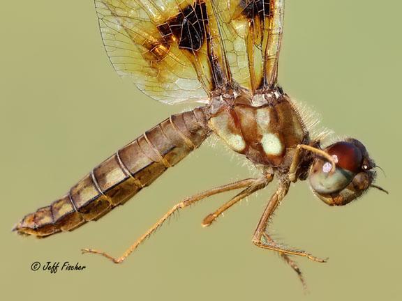 Photo of Eastern Amberwing