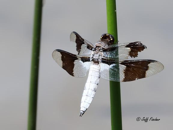 Photo of Common Whitetail