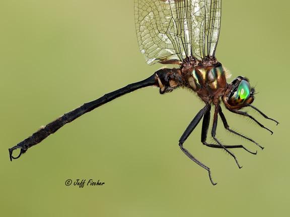 Photo of Clamp-tipped Emerald