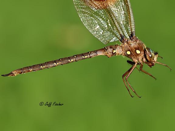 Photo of Fawn Darner