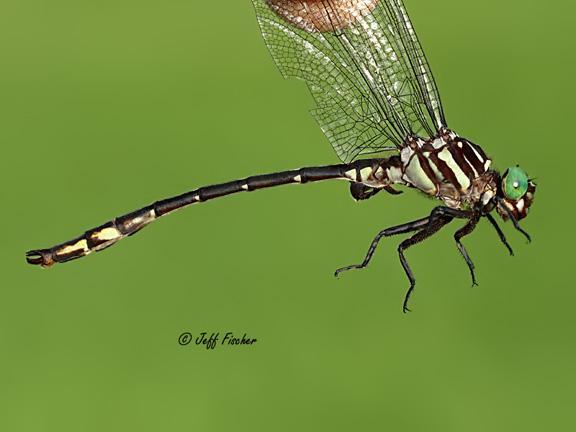 Photo of Arrow Clubtail