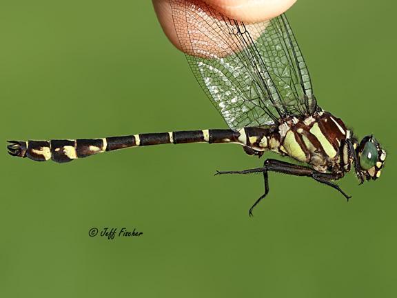 Photo of Zebra Clubtail