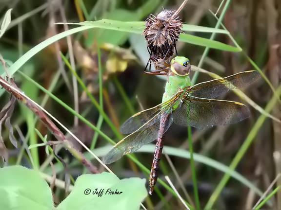 Photo of Common Green Darner