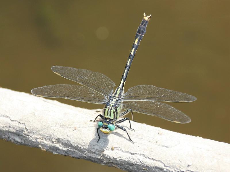 Photo of Unicorn Clubtail