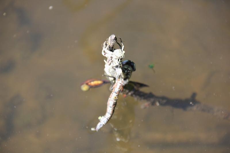 Photo of Cyrano Darner