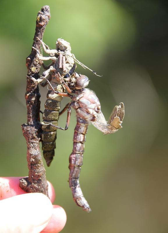 Photo of Cyrano Darner